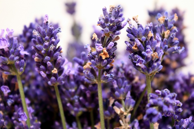 lavender essential oil diffuser